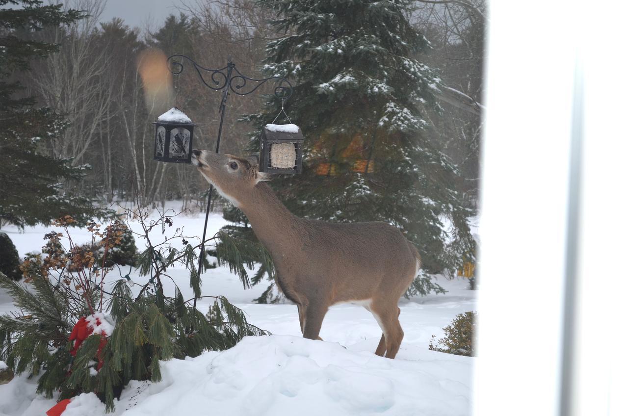 Briarwood Bed & Breakfast Elmsdale Room photo